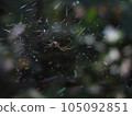 spider web prism 105092851