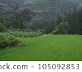landscape in the green 105092853