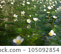 white baikamo flower 105092854