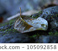Leaf and water droplets on stone 105092858