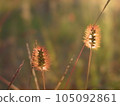 Green foxtail shining in the setting sun 105092861