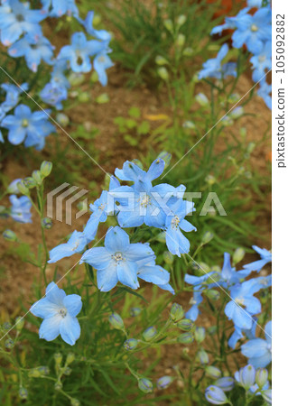 Delphinium light blue flowers and buds Delphinium light blue flowers and buds 105092882