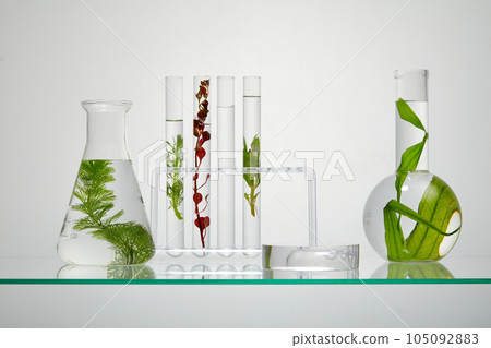 On the backlit background, some lab glassware containing different types of seaweed on transparent liquid. Space to place your product. Laboratory concept for advertising organic cosmetic On the backlit background, some lab glassware containing different types of seaweed on transparent liquid. Space to place your product. Laboratory concept for advertising organic cosmetic 105092883