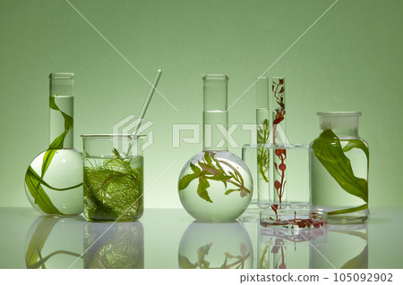 Against the green background, lab glassware containing seaweed leaves. With a high nutritional content in seaweed, helps to nourish the skin from deep within. Concept of seaweed research as cosmetic 105092902