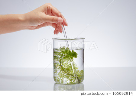 Against the white background, woman's hand holding a glass rod stirring a clear solution and green seaweed in a beaker. Seaweed has long been used in beauty treatments Against the white background, woman's hand holding a glass rod stirring a clear solution and green seaweed in a beaker. Seaweed has long been used in beauty treatments 105092914