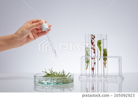 Advertising scene for cosmetic with seaweed ingredient. Lab glassware filled with different types of seaweed displayed on white background. Female hand holding dropper and dripping onto petri dish Advertising scene for cosmetic with seaweed ingredient. Lab glassware filled with different types of seaweed displayed on white background. Female hand holding dropper and dripping onto petri dish 105092923