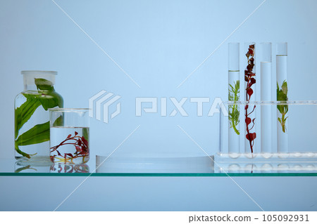 On the glass pedestal, the experimental equipment is holding bright red and green seaweed leaves and clear liquid on blue background. Blank space on transparent podium for display your product. On the glass pedestal, the experimental equipment is holding bright red and green seaweed leaves and clear liquid on blue background. Blank space on transparent podium for display your product. 105092931