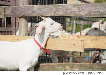 white baby goat with red collar 105092955