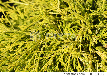 Sawara cypress Filifera Aurea Sawara cypress Filifera Aurea 105093172