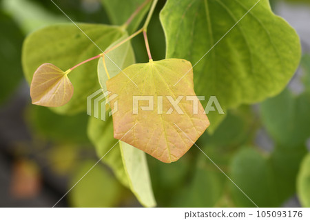 Eastern Redbud The Rising Sun 105093176