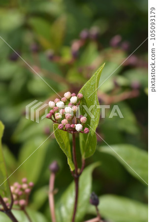 Laurustinus 105093179