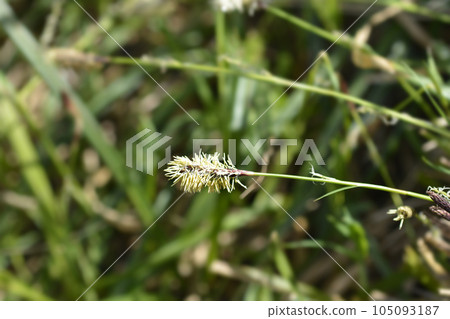Wood sedge Wood sedge 105093187