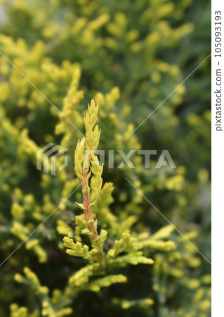 Leyland cypress Castlewellan Gold 105093193