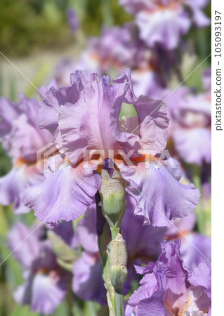 Tall bearded iris Persian Berry Tall bearded iris Persian Berry 105093197