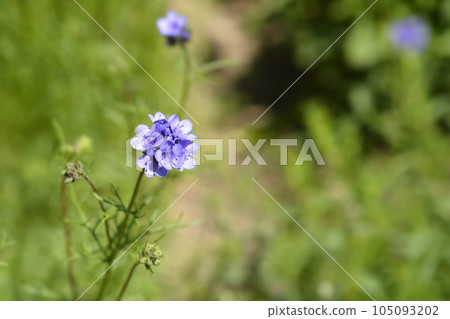California gilia 105093202
