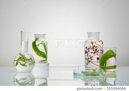 Laboratory concept with fresh seaweed and transparent liquid filled in the glassware. Square-shaped podium with vacant space for product promotion Laboratory concept with fresh seaweed and transparent liquid filled in the glassware. Square-shaped podium with vacant space for product promotion 105094066