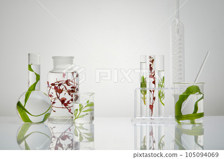 Many laboratory glassware filled with different types of seaweed. You can use seaweed moisturizers and face masks to keep your skin hydrated 105094069