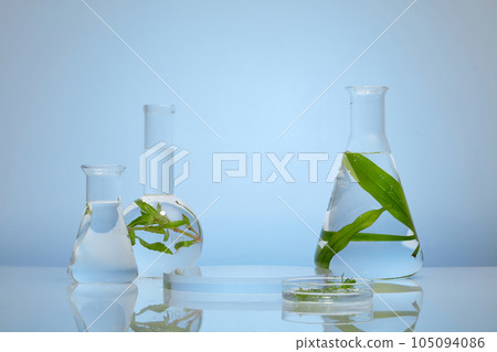 Modern composition of several laboratory glassware of seaweed and an empty podium. Seaweed providing intense vitamin, mineral and nutrient delivery Modern composition of several laboratory glassware of seaweed and an empty podium. Seaweed providing intense vitamin, mineral and nutrient delivery 105094086