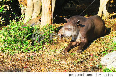 Scenery of American tapirs basking in the sun Scenery of American tapirs basking in the sun 105094149