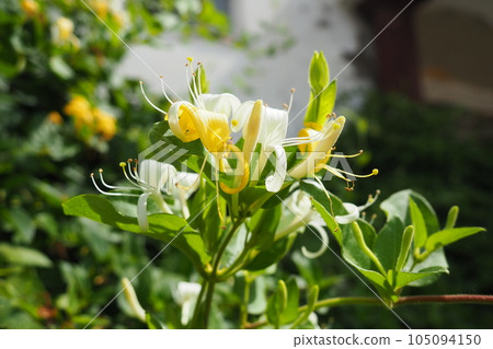 Lonicera japonica, Japanese honeysuckle and golden-and-silver honeysuckle, is a species of honeysuckle native to Asia. Ornamental plant used in traditional Chinese medicine. White yellow flowers. Lonicera japonica, Japanese honeysuckle and golden-and-silver honeysuckle, is a species of honeysuckle native to Asia. Ornamental plant used in traditional Chinese medicine. White yellow flowers. 105094150