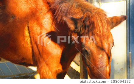 Close-up scenery of Yonaguni horse 105094152