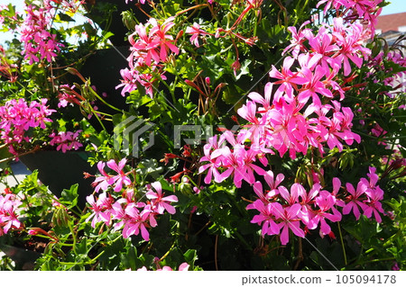 Blooming pink cranesbill ivy geranium pelargonium in the vertical design of landscaping of streets and parks. Beautiful large pelargonium geranium flowers green leaves. Floriculture and horticulture. 105094178