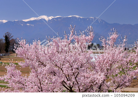 Miwakasahara, Ina City, Nagano Prefecture: Rows of Takatookohigan cherry trees and Somei Yoshino cherry trees along Rokudo no Tsutsumi and the remaining snow in the Central Alps Miwakasahara, Ina City, Nagano Prefecture: Rows of Takatookohigan cherry trees and Somei Yoshino cherry trees along Rokudo no Tsutsumi and the remaining snow in the Central Alps 105094209