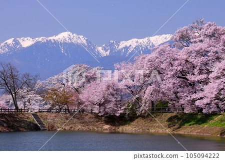 Miwakasahara, Ina City, Nagano Prefecture: Rows of Takatookohigan cherry trees and Somei Yoshino cherry trees along Rokudo no Tsutsumi and the remaining snow in the Central Alps Miwakasahara, Ina City, Nagano Prefecture: Rows of Takatookohigan cherry trees and Somei Yoshino cherry trees along Rokudo no Tsutsumi and the remaining snow in the Central Alps 105094222