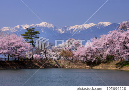 Miwakasahara, Ina City, Nagano Prefecture: Rows of Takatookohigan cherry trees and Somei Yoshino cherry trees along Rokudo no Tsutsumi and the remaining snow in the Central Alps 105094228