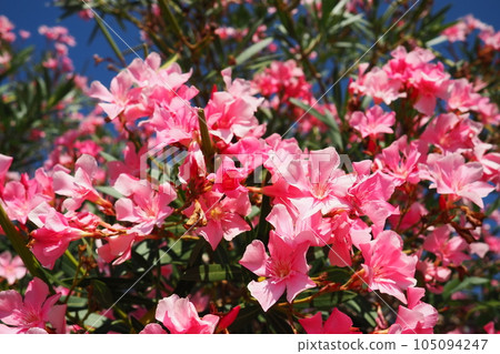 Oleander, Nerium oleander Apocynaceae, is a poisonous shrub. It is commonly used in gardens because of its pink colored flowers. Coast of Herceg Novi, Montenegro. Adriatic Sea Mediterranean Oleander, Nerium oleander Apocynaceae, is a poisonous shrub. It is commonly used in gardens because of its pink colored flowers. Coast of Herceg Novi, Montenegro. Adriatic Sea Mediterranean 105094247