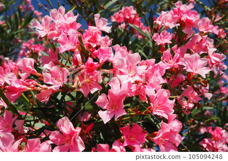 Oleander, Nerium oleander Apocynaceae, is a poisonous shrub. It is commonly used in gardens because of its pink colored flowers. Coast of Herceg Novi, Montenegro. Adriatic Sea Mediterranean 105094248
