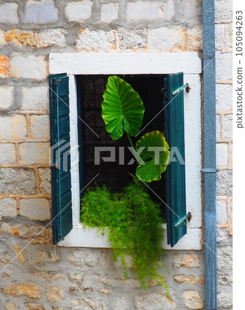 Monstera leaves in the window, view from the street. Herceg Novi, Montenegro. Shutters and a stone old wall. Adriatic mediterranean architecture. Tropical plants, creepers, genus Aroid family Araceae. 105094263