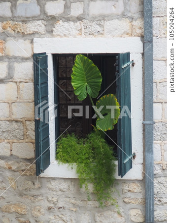 Monstera leaves in the window, view from the street. Herceg Novi, Montenegro. Shutters and a stone old wall. Adriatic mediterranean architecture. Tropical plants, creepers, genus Aroid family Araceae. 105094264