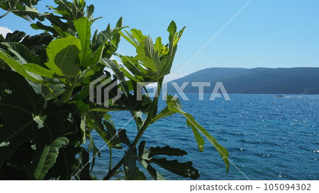 Herceg Novi, Montenegro, 08.13.2022 Fig tree Ficus carica, a subtropical plant of the genus Ficus of Mulberry family. Adriatic Sea ships and boats. Waves and mountains. Mediterranean travel business Herceg Novi, Montenegro, 08.13.2022 Fig tree Ficus carica, a subtropical plant of the genus Ficus of Mulberry family. Adriatic Sea ships and boats. Waves and mountains. Mediterranean travel business 105094302