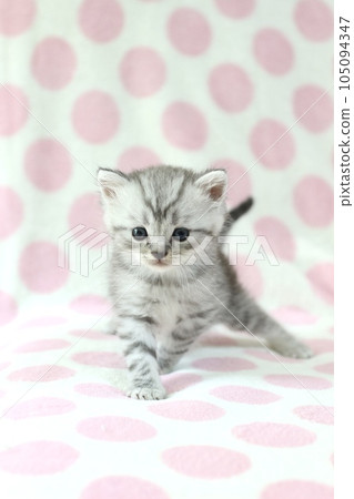1 month old kitten 1 month old kitten 105094347