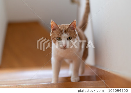 Cat climbing the stairs Brown tiger white 105094500