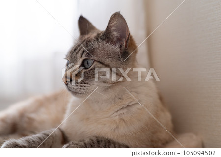 A cat staring at you 105094502