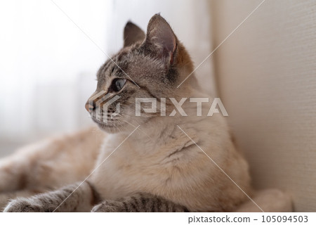 A cat staring at you 105094503