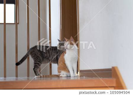Two cats 105094504