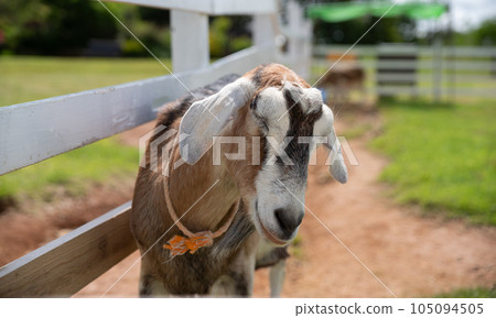 Cute goat 105094505
