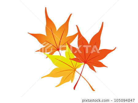 Vector illustration of three maple leaves 105094847