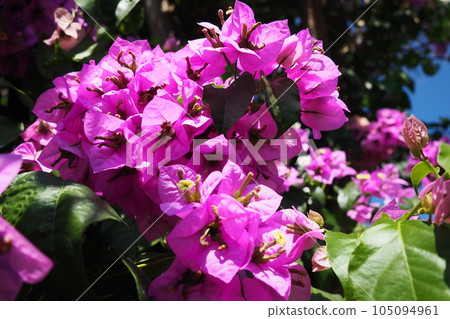 Bougainvillea is a genus of thorny ornamental vines, bushes, and trees belonging to Nyctaginaceae. Inflorescence consists of large colourful sepal-like bracts which surround three simple waxy flowers. 105094961