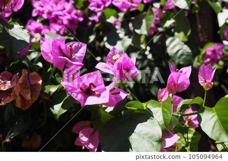 Bougainvillea is a genus of thorny ornamental vines, bushes, and trees belonging to Nyctaginaceae. Inflorescence consists of large colourful sepal-like bracts which surround three simple waxy flowers. 105094964
