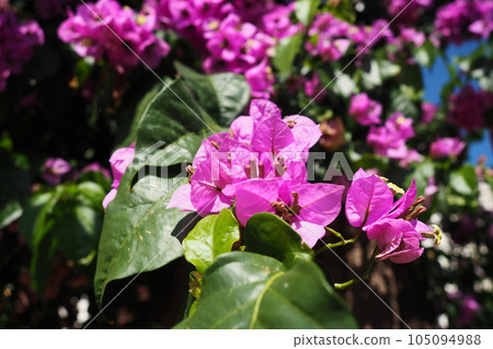 Bougainvillea is a genus of thorny ornamental vines, bushes, and trees belonging to Nyctaginaceae. Inflorescence consists of large colourful sepal-like bracts which surround three simple waxy flowers. 105094988
