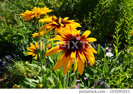 Rudbeckia plant genus in the Asteraceae or composite family. Rudbeckia flowers feature a prominent, raised central disc in black, brown shades. Coneflowers and black-eyed-susans. Yellow or gold flower Rudbeckia plant genus in the Asteraceae or composite family. Rudbeckia flowers feature a prominent, raised central disc in black, brown shades. Coneflowers and black-eyed-susans. Yellow or gold flower 105095053