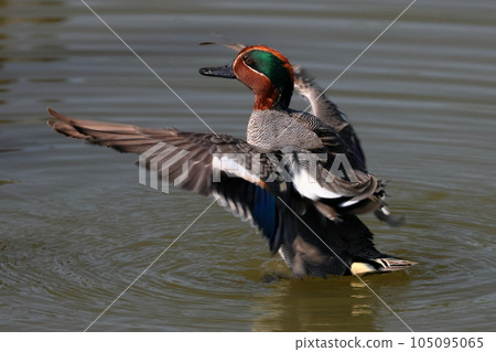 Kawagoe City, Saitama Prefecture Male teal preening and flapping its wings in Isanuma 105095065