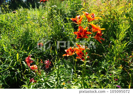 Hemerocallis is a genus of plants of the Lilaynikov family Asphodelaceae. Beautiful orange lily flowers with six petals. Long thin green leaves. Flowering and crop production. Botanical Garden. Hemerocallis is a genus of plants of the Lilaynikov family Asphodelaceae. Beautiful orange lily flowers with six petals. Long thin green leaves. Flowering and crop production. Botanical Garden. 105095072