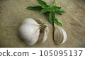 Fresh Garlic stock photo 105095137