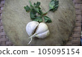 Fresh Garlic stock photo 105095154