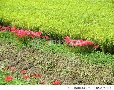 Bright red Amaryllidaceae blooming in the footpaths of rice fields in autumn 105095248